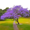 Combo 2 Jacaranda Treess Live Plants in 4 Inches Pot, 8 Inches Height, Blue Purple Jacaranda Mimosifolia Treess