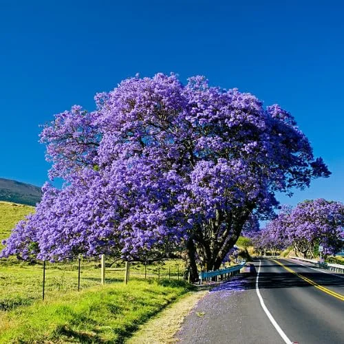 Combo 2 Jacaranda Treess Live Plants in 4 Inches Pot, 8 Inches Height, Blue Purple Jacaranda Mimosifolia Treess
