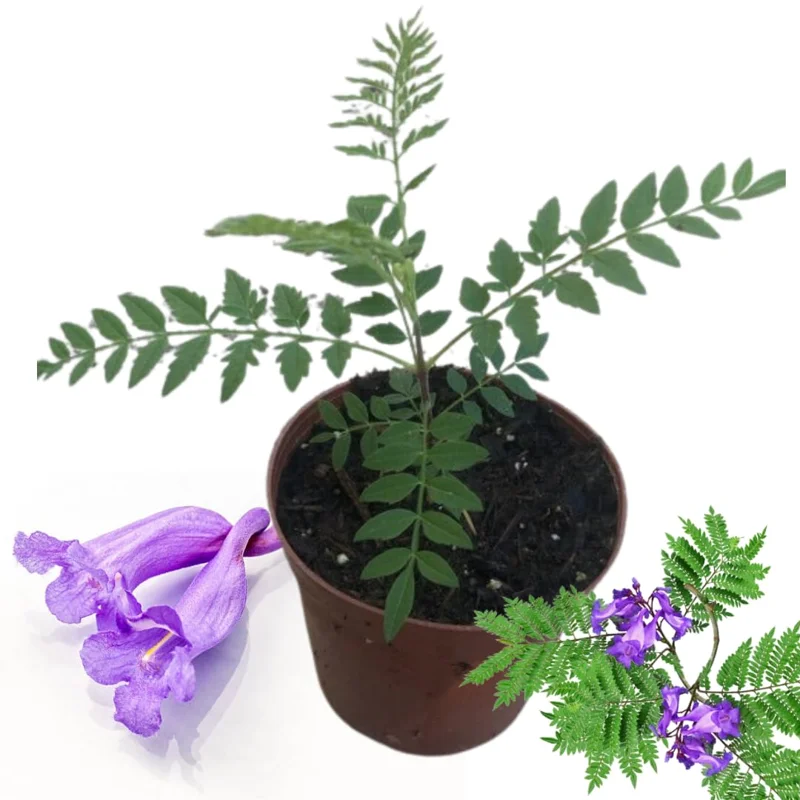 Combo 2 Jacaranda Treess Live Plants in 4 Inches Pot, 8 Inches Height, Blue Purple Jacaranda Mimosifolia Treess