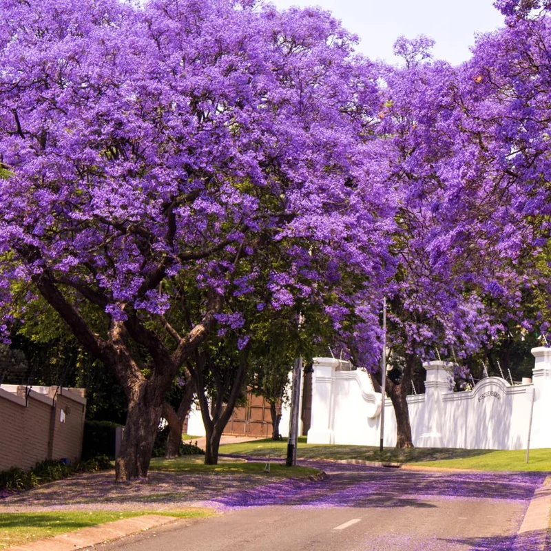 Combo 2 Jacaranda Treess Live Plants in 4 Inches Pot, 8 Inches Height, Blue Purple Jacaranda Mimosifolia Treess