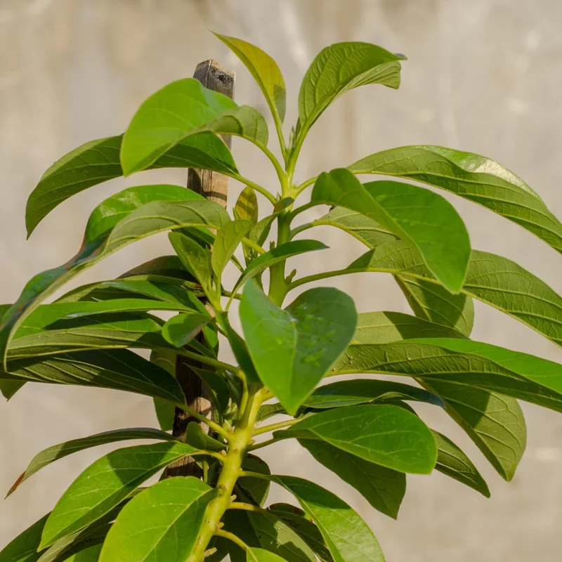 Avocado Plants Live, Hass Avocado Treess Live Plants, 8-10" from Bottom Pot, Avacadoes Fruits Trees Cold Hardy, Seedlings Avocado