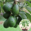 Hass Avocado Treess Live Plants, 6 Months Old 8-10" from Bottom Pot, Avacadoes Fruits Trees Cold Hardy, Seedlings Avocado Plants Live