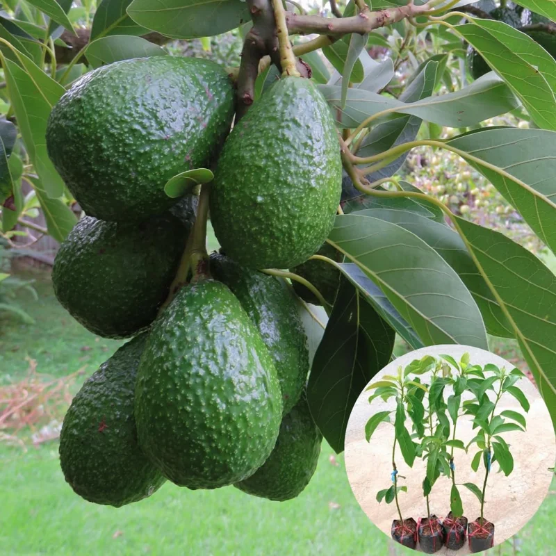Hass Avocado Treess Live Plants, 6 Months Old 8-10" from Bottom Pot, Avacadoes Fruits Trees Cold Hardy, Seedlings Avocado Plants Live