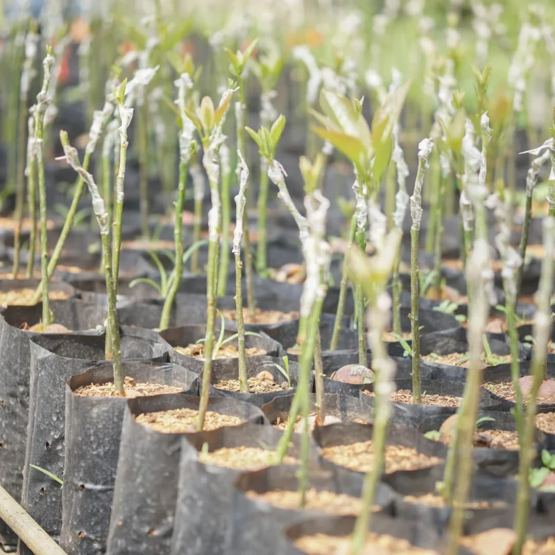 Hass Avocado Treess Live Plants, 6 Months Old 8-10" from Bottom Pot, Avacadoes Fruits Trees Cold Hardy, Seedlings Avocado Plants Live