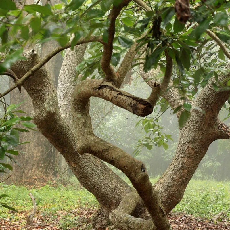 Hass Avocado Treess Live Plants, 6 Months Old 8-10" from Bottom Pot, Avacadoes Fruits Trees Cold Hardy, Seedlings Avocado Plants Live
