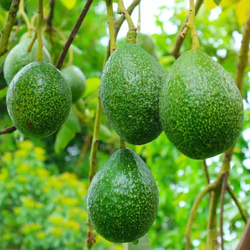 Hass Avacadoes Fruits Trees Live Plants, 8-12" In Height Grow Indoor Outdoor, Seedlings Avocado Trees, Cold Hardy Avocado Plants Live
