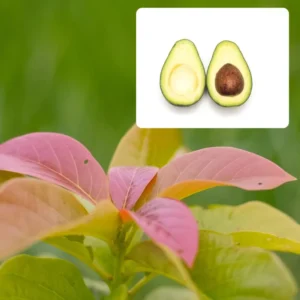 Hass Avacadoes Fruits Trees Live Plants, 8-12