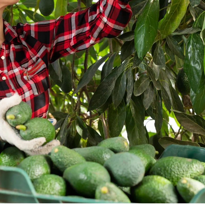 Hass Avacadoes Fruits Trees Live Plants, 8-12" In Height Grow Indoor Outdoor, Seedlings Avocado Trees, Cold Hardy Avocado Plants Live