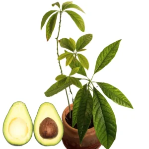 Hass Avacadoes Fruits Trees Live Plants, 8-12" In Height Grow Indoor Outdoor, Seedlings Avocado Trees, Cold Hardy Avocado Plants Live