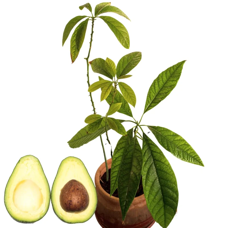 Hass Avacadoes Fruits Trees Live Plants, 8-12" In Height Grow Indoor Outdoor, Seedlings Avocado Trees, Cold Hardy Avocado Plants Live