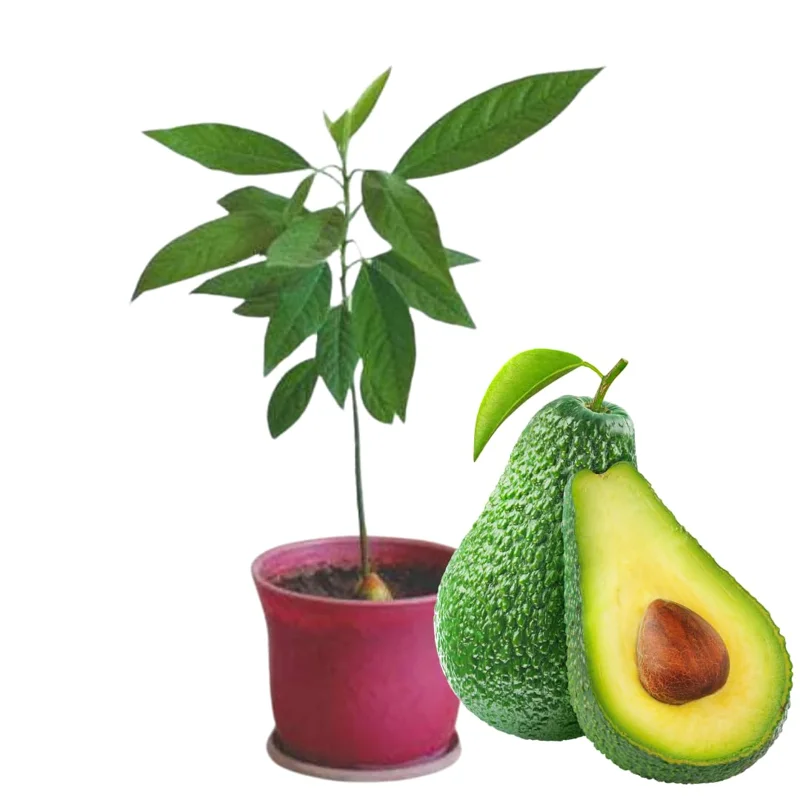 Pack 2 Hass Avocados Treess Live Plant, Cold Hardy Fast Growing Avocadoes Fruits Treess, 8-10" Tall from Bottom Pot, Seedlings Avocado Plants