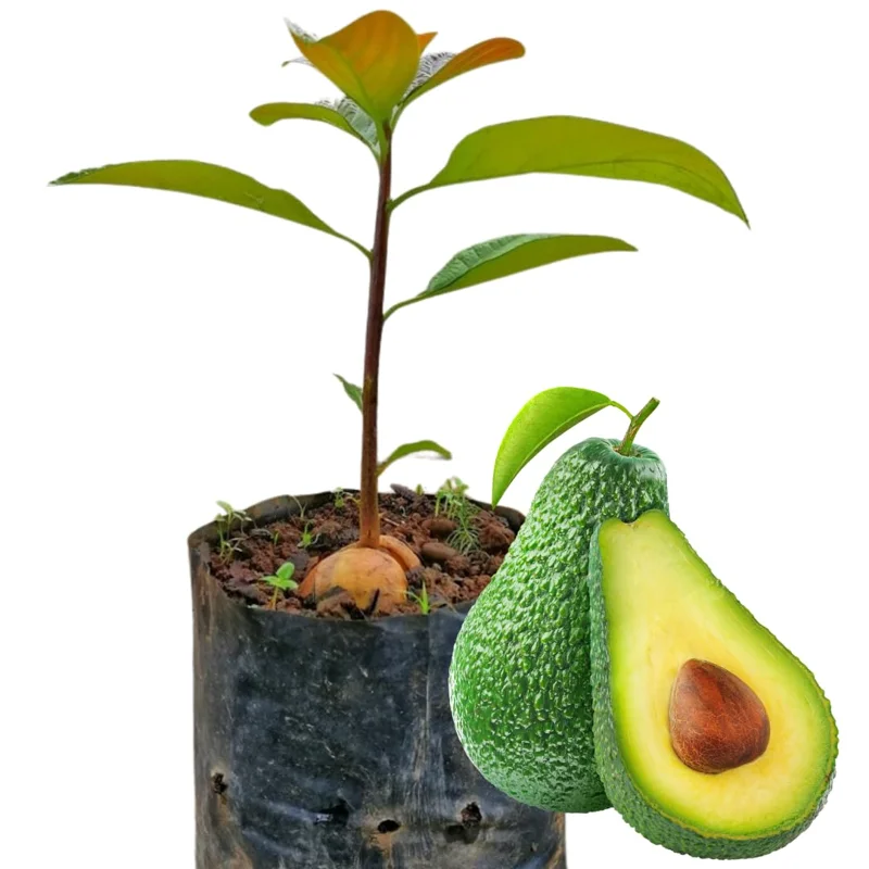 Pack 2 Hass Avocados Treess Live Plant, Cold Hardy Fast Growing Avocadoes Fruits Treess, 8-10" Tall from Bottom Pot, Seedlings Avocado Plants