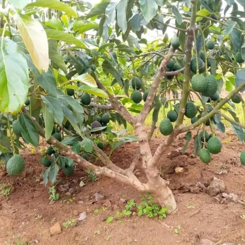 Pack 2 Hass Avocados Treess Live Plant, Cold Hardy Fast Growing Avocadoes Fruits Treess, 8-10" Tall from Bottom Pot, Seedlings Avocado Plants