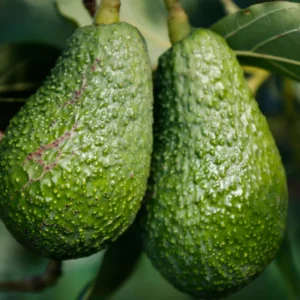 Pack 2 Hass Avocados Treess Live Plant, Cold Hardy Fast Growing Avocadoes Fruits Treess, 8-10