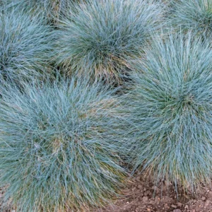2 Pack Blue Fescue Grass Plants, 6-8 Inch Tall from Bottom Pot, 4 Inch Pot - Blue Ornamental Grass for Ground Cover and Landscape Design