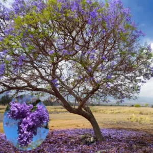 Deep Blue Jacaranda Mimosifolia Treess Live Plants, 4 Inches Potted, 8-10 Inches Height from Bottom Pot, Blue Purple Jacaranda Treess, Jacaranda Bonsai Trees Seedling Outdoor