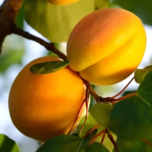 Large Yellow Apricot Trees Plant Live, 3 to 4 Feet Tall in Gallon Pot, Apricot Trees, Sweet Flavor