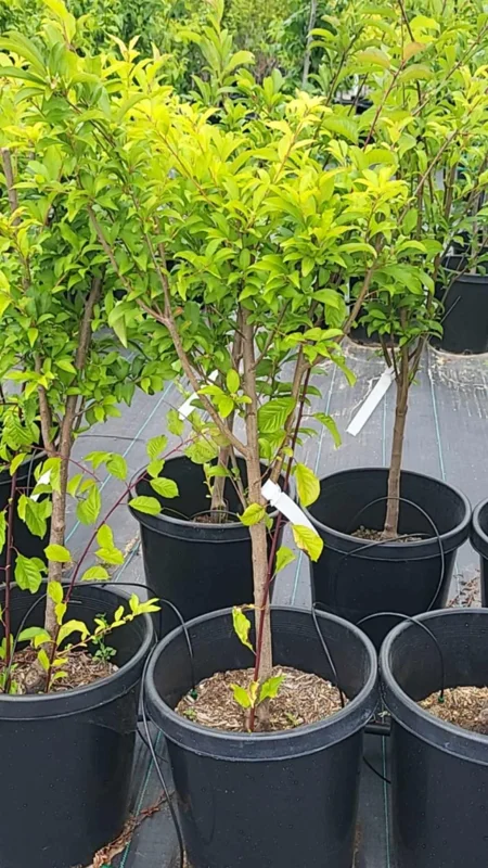 Large Yellow Apricot Trees Plant Live, 3 to 4 Feet Tall in Gallon Pot, Apricot Trees, Sweet Flavor