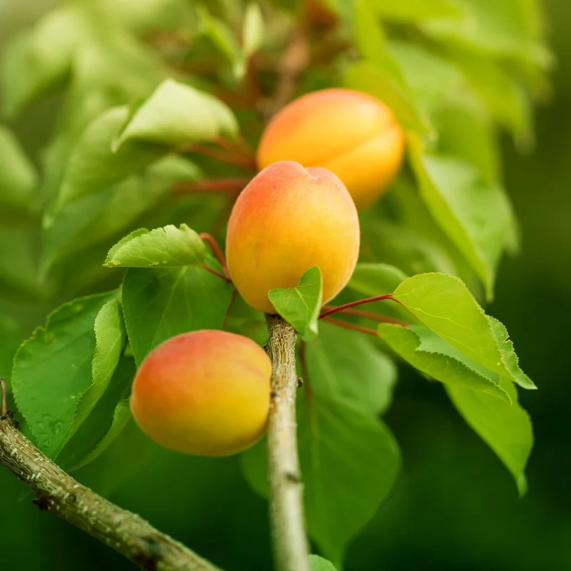 Large Yellow Apricot Trees Plant Live, 3 to 4 Feet Tall in Gallon Pot, Apricot Trees, Sweet Flavor