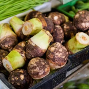 3 Fresh Edible Elephant Ear Taro Bulbs Tuber for Planting, Edible Seeds Bulbs Taro Esculenta Corms, 4 to 6 oz Each Bulbs