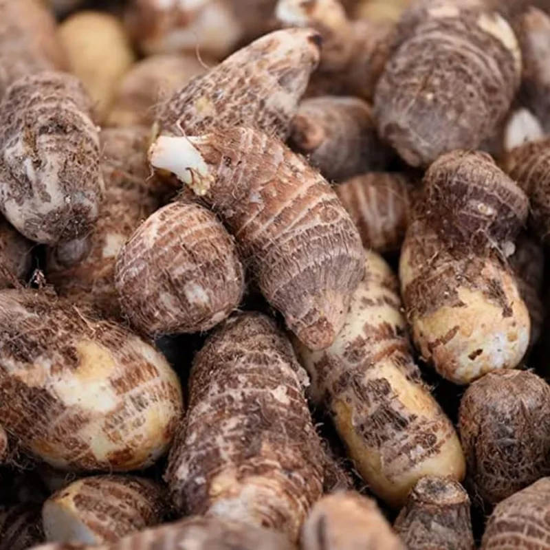 3 Fresh Edible Elephant Ear Taro Bulbs Tuber for Planting, Edible Seeds Bulbs Taro Esculenta Corms, 4 to 6 oz Each Bulbs