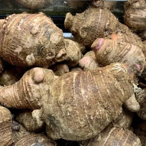 3 Fresh Edible Elephant Ear Taro Bulbs Tuber for Planting, Edible Seeds Bulbs Taro Esculenta Corms, 4 to 6 oz Each Bulbs