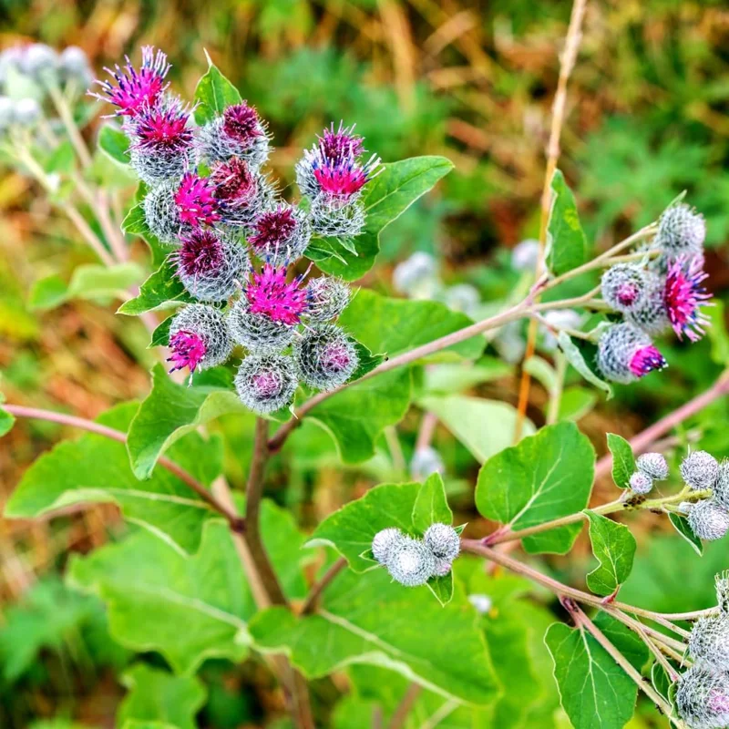 1 Lbs Fresh Burdock Roots For Planting, Live Burdock Tubers Bulbs for Growing Outdoor, Zones 2-10 Cold Hardy