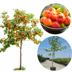 Pack 2 Live Apricot Treess Plants, Apricot Trees for Planting, 1.5 to 2.5 Feet in 4" Pot, Live Apricot Fruit Trees for Outdoor Planting