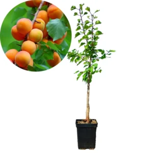 Bundle 3 Apricot Treess Live Plants for Planting, 1.5 to 2.5 Feet Tall in 4