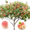 Pack 2 Peach Trees Live Fruit Plant in 4" Pot, 30-35 Inches Tall, Sweet Peach Fruit Trees for Planting, 1-2 Year Old Peach Trees Planting Spring, Cold Hardy