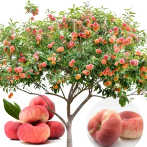 Pack 2 Peach Trees Live Fruit Plant in 4