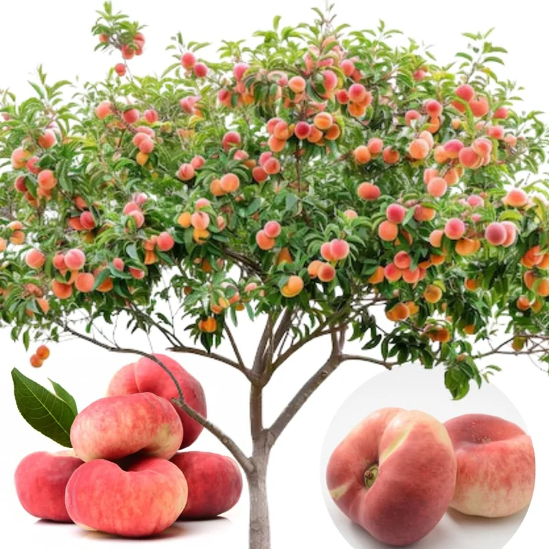 Pack 2 Peach Trees Live Fruit Plant in 4" Pot, 30-35 Inches Tall, Sweet Peach Fruit Trees for Planting, 1-2 Year Old Peach Trees Planting Spring, Cold Hardy