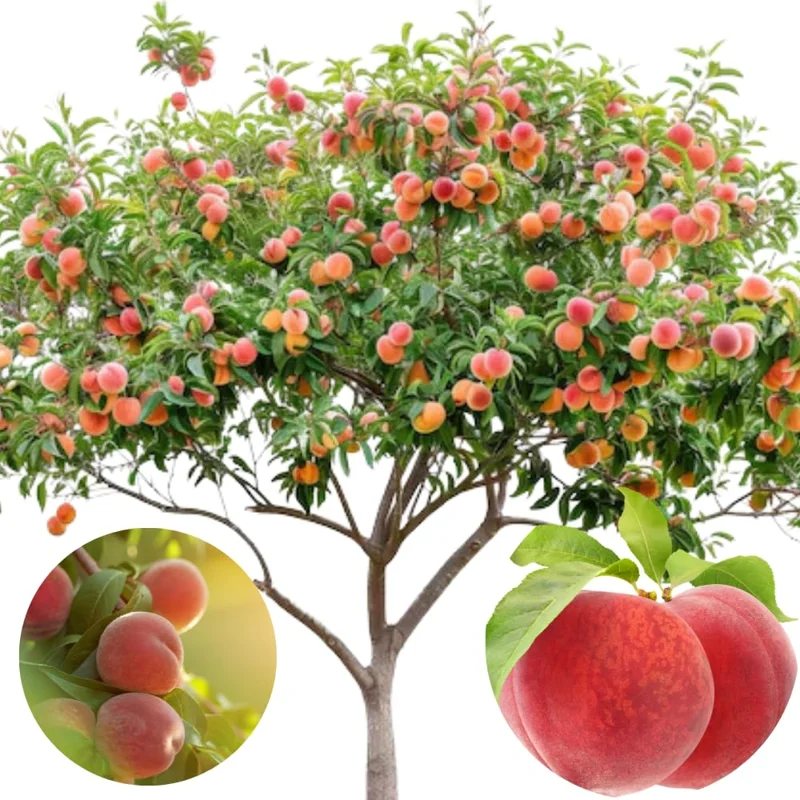 Pack 2 Peach Trees Live Fruit Plant in 4" Pot, 30-35 Inches Tall, Sweet Peach Fruit Trees for Planting, 1-2 Year Old Peach Trees Planting Spring, Cold Hardy