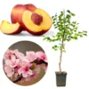 2.5-3 Ft, 1-2 Year Old Peach Treess Live Plants for Planting Indoor Outdoor, Cold Hardy, Sweet Peach Trees Plant, Ready for Spring Planting