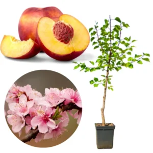 2.5-3 Ft, 1-2 Year Old Peach Treess Live Plants for Planting Indoor Outdoor, Cold Hardy, Sweet Peach Trees Plant, Ready for Spring Planting