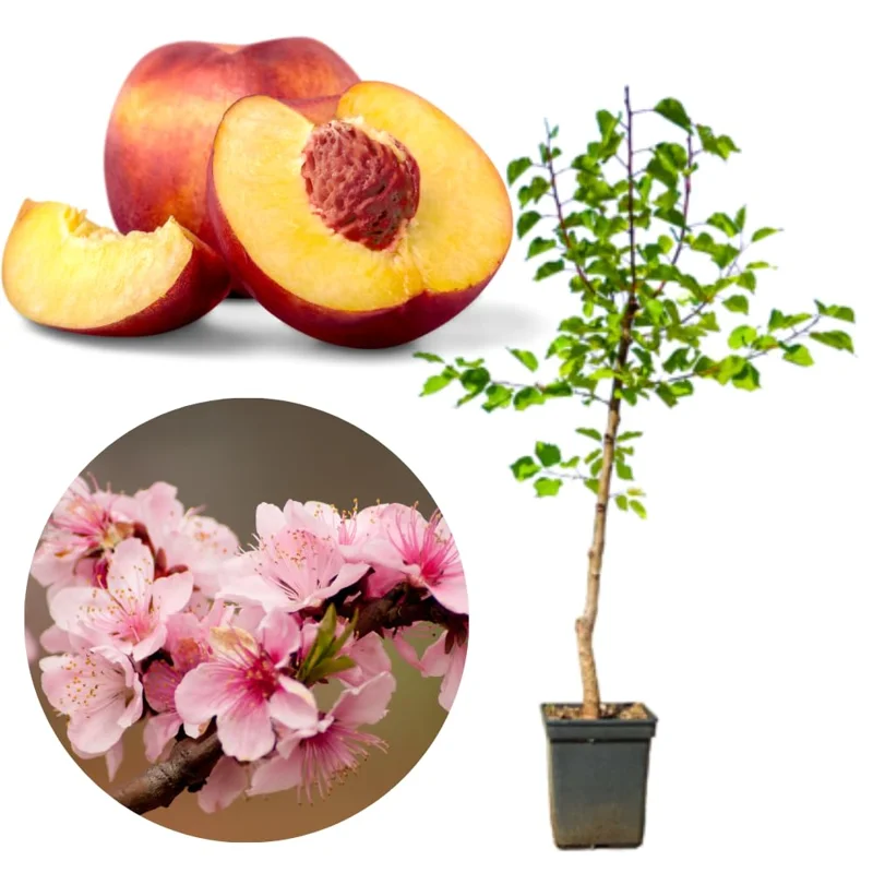 2.5-3 Ft, 1-2 Year Old Peach Treess Live Plants for Planting Indoor Outdoor, Cold Hardy, Sweet Peach Trees Plant, Ready for Spring Planting