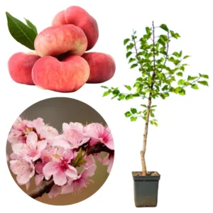 2.5-3 Ft, 1-2 Year Old Peach Treess Live Plants for Planting Indoor Outdoor, Cold Hardy, Sweet Peach Trees Plant, Ready for Spring Planting