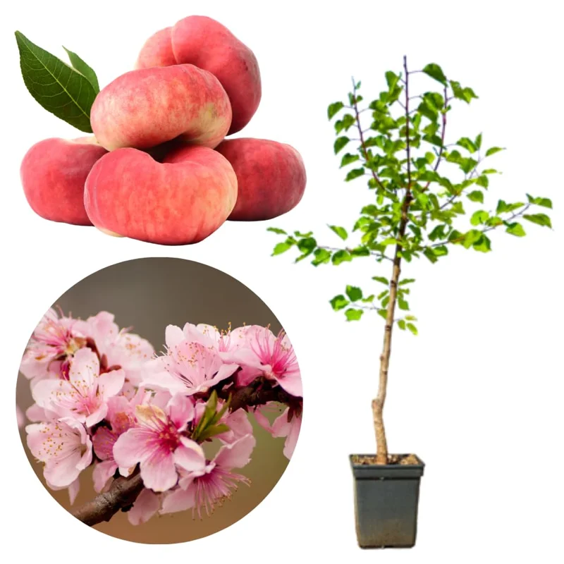 2.5-3 Ft, 1-2 Year Old Peach Treess Live Plants for Planting Indoor Outdoor, Cold Hardy, Sweet Peach Trees Plant, Ready for Spring Planting