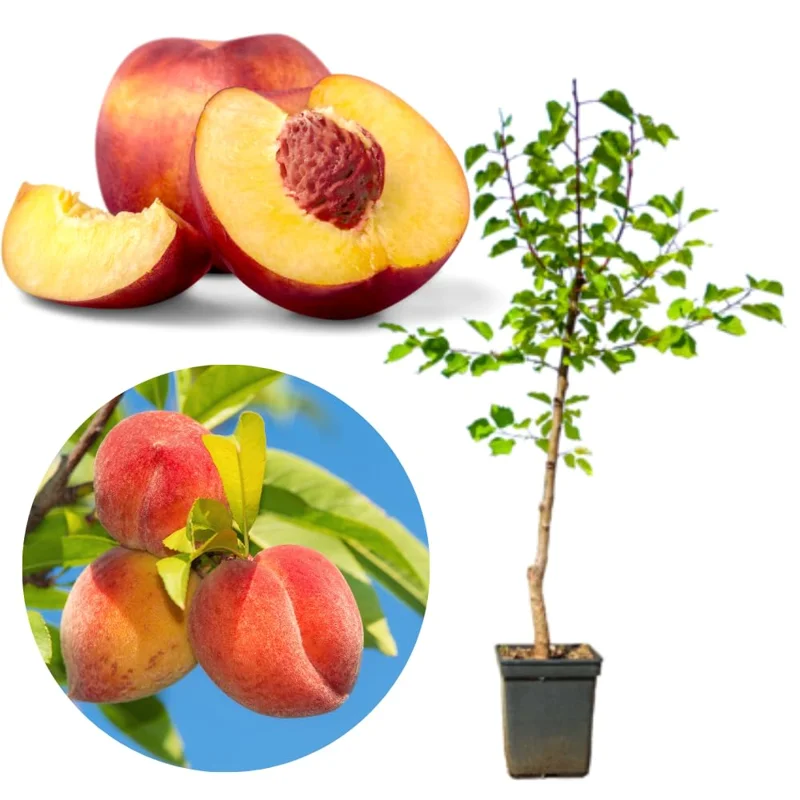 2.5-3 Ft, 1-2 Year Old Peach Treess Live Plants for Planting Indoor Outdoor, Cold Hardy, Sweet Peach Trees Plant, Ready for Spring Planting