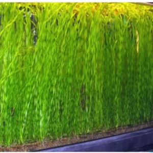 3 Corkscrew Vallisneria Live Plants, Twisted Vertical Leaves Aquarium Plants Live, Fresh Water Aquatic Plants for Pond