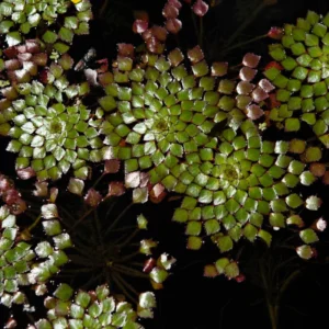 Pack 3 Mosaic Plants Live, Ludwigia Sedioides Plants, Floating Leaves Aquarium Plants Live, Fresh Water Aquatic Plants for Pond