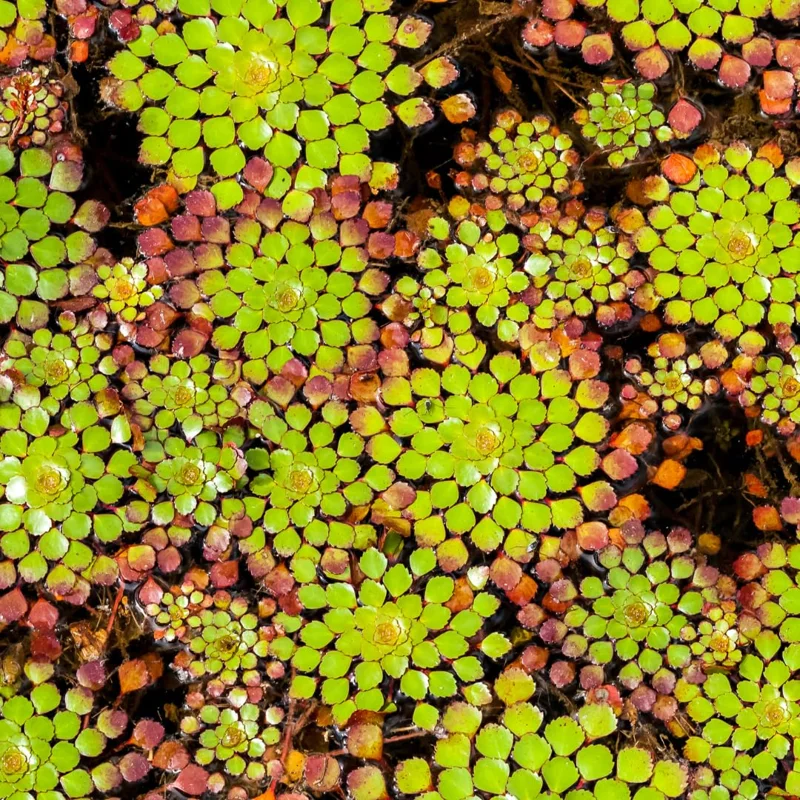 Pack 3 Mosaic Plants Live, Ludwigia Sedioides Plants, Floating Leaves Aquarium Plants Live, Fresh Water Aquatic Plants for Pond