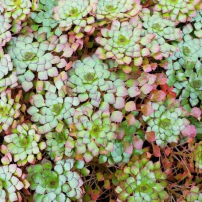 Pack 3 Mosaic Plants Live, Ludwigia Sedioides Plants, Floating Leaves Aquarium Plants Live, Fresh Water Aquatic Plants for Pond