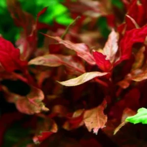 7 Variegated Scarlet Telanthera Aquarium Plants Live, Stems, No Root, Fresh Water Aquatic Plants for Pond, Live Plants for Freshwater Aquarium Fish Tanks