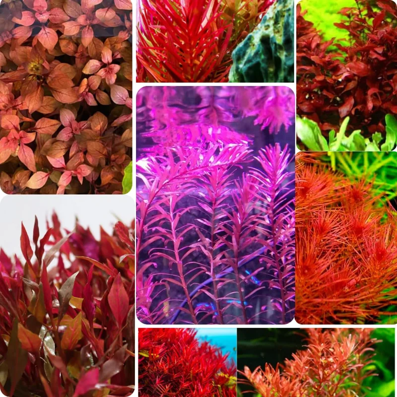 Combo 7 Mix Aquarium Plants Live Stems, No Root, Red Color When Bright Light Fresh Water Aquatic Plants for Pond, Live Plants for Freshwater Aquarium Fish Tanks