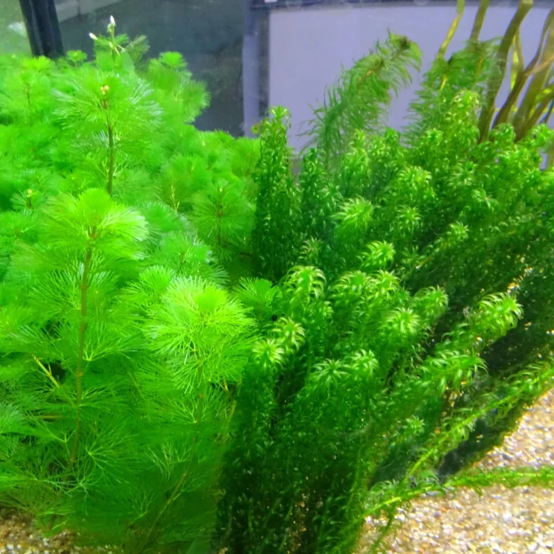 7 Mix Green Aquarium Plants Live Stems, No Root, Fresh Water Aquatic Plants for Pond, Live Plants for Freshwater Aquarium Fish Tanks