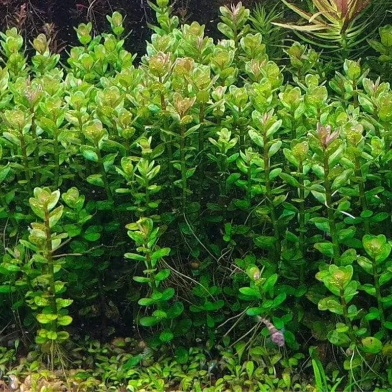 7 Mix Green Aquarium Plants Live Stems, No Root, Fresh Water Aquatic Plants for Pond, Live Plants for Freshwater Aquarium Fish Tanks