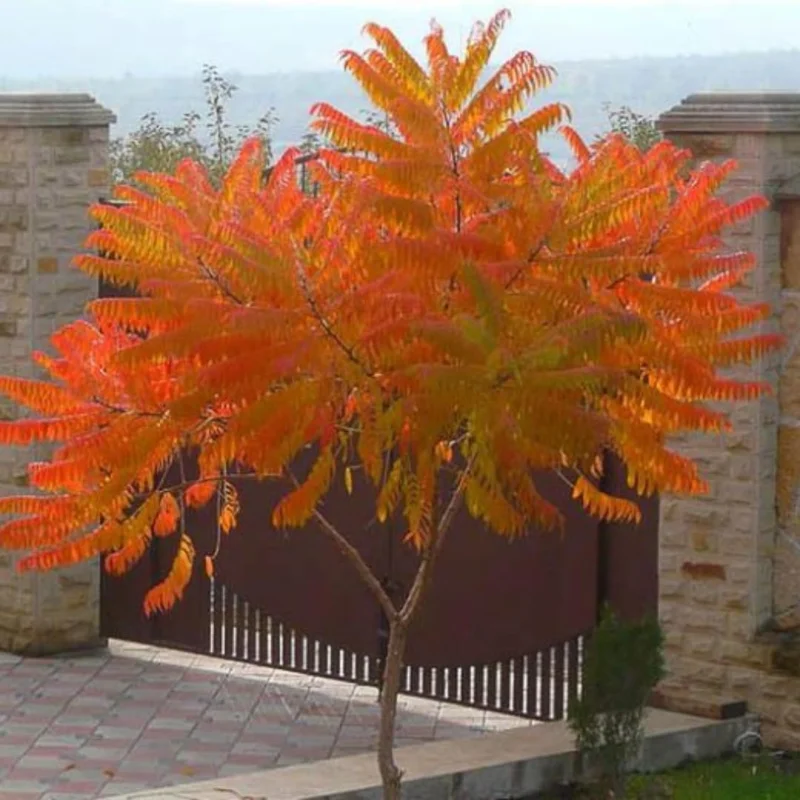 2 Sumac Trees Live Plants Bareroots, 12-18 Inches Tall, Priarie Flame-Leaf Sumac Change Color In Fall, Deciduous Shrub Small Tree Plant for Garden