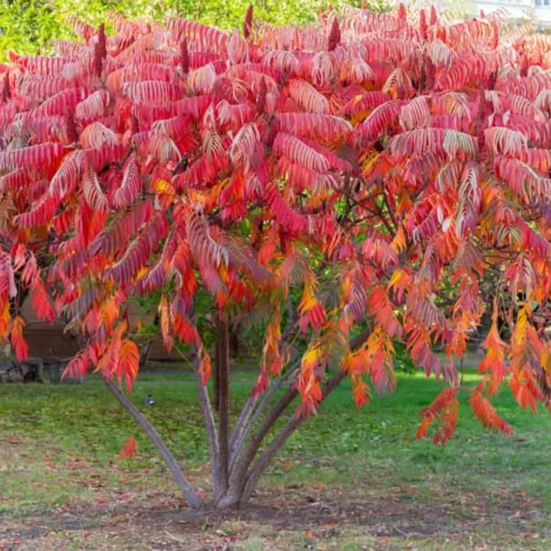 2 Sumac Trees Live Plants Bareroots, 12-18 Inches Tall, Priarie Flame-Leaf Sumac Change Color In Fall, Deciduous Shrub Small Tree Plant for Garden