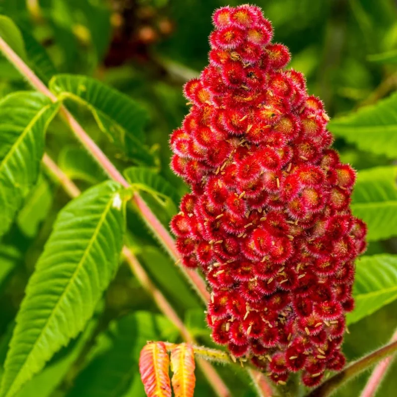 2 Sumac Trees Live Plants Bareroots, 12-18 Inches Tall, Priarie Flame-Leaf Sumac Change Color In Fall, Deciduous Shrub Small Tree Plant for Garden